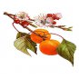 Mandshurian Apricot Tree 5 Seeds co