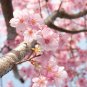 Prunus Triloba Tree 5 Seeds co
