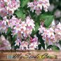 Beauty Bush 30 Seeds co
