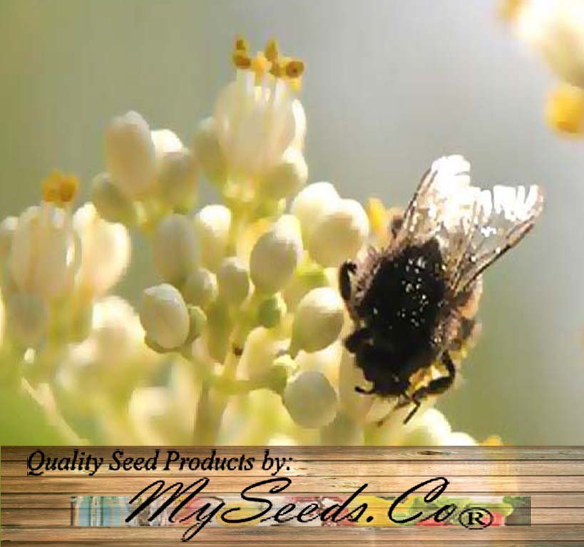 Bee-bee Tree 50 Seeds co