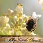 Bee-bee Tree 50 Seeds co