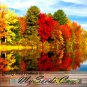 Paper Birch 100 Seeds co