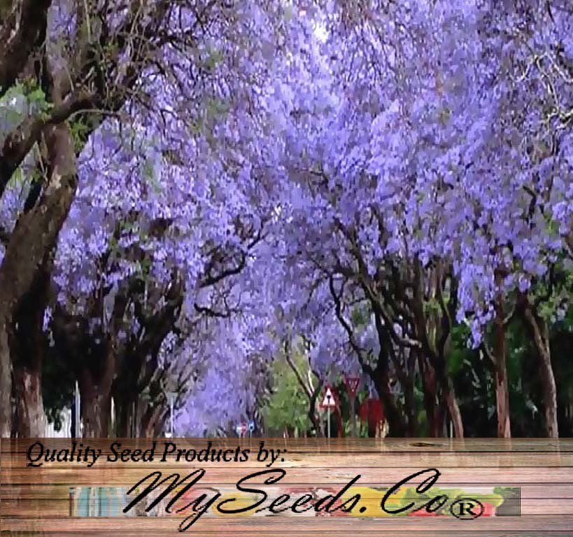 Blue Jacaranda 20 Seeds co