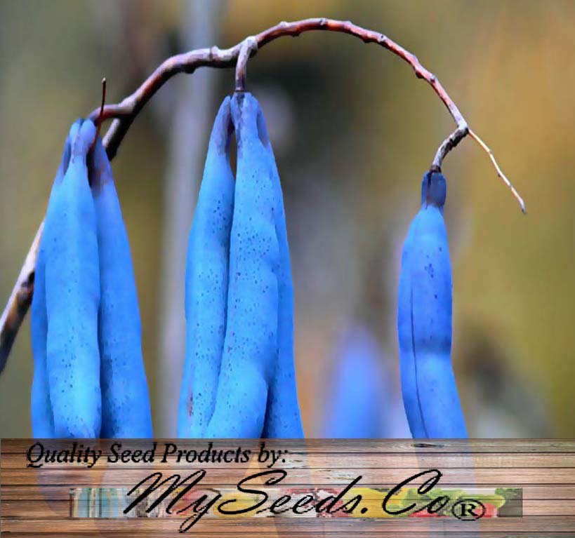 Blue Sausage 5 Seeds co