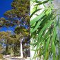 Eucalyptus Corymbia citriodora Tree 100 Seeds co