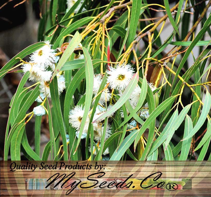 Eucalyptus globulus 100 Seeds co