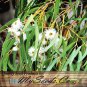Eucalyptus globulus 100 Seeds co
