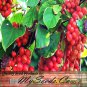 Chinese Magnolia Vine 20 Seeds co