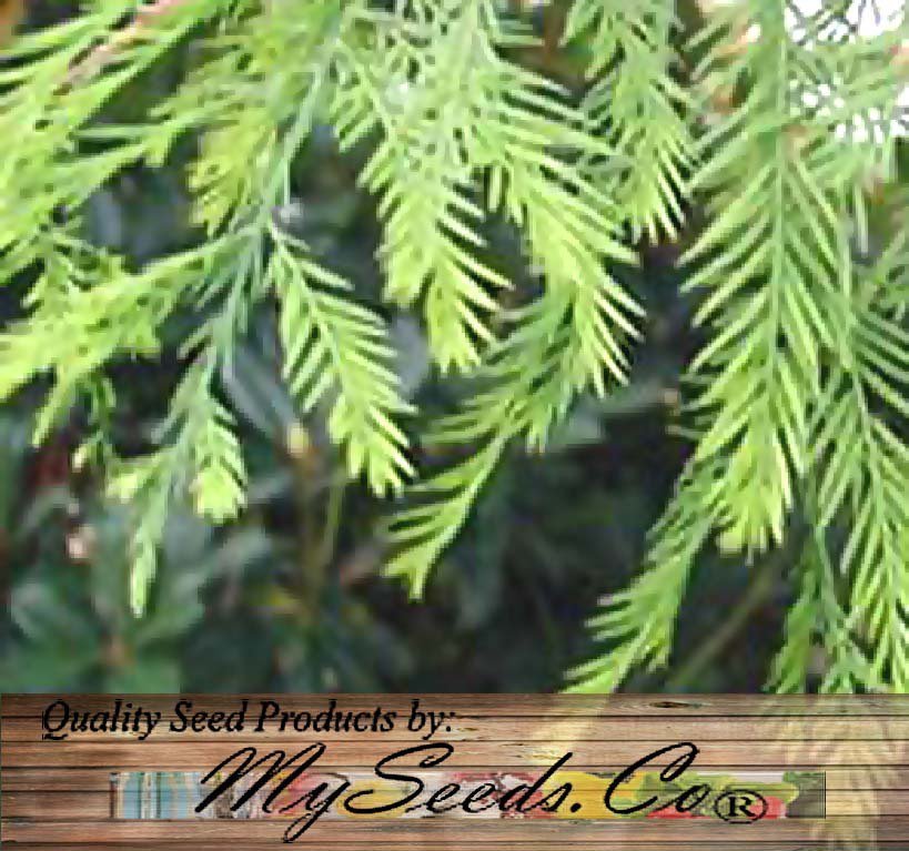 Bald Cypress 10 Seeds co