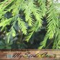 Bald Cypress 10 Seeds co