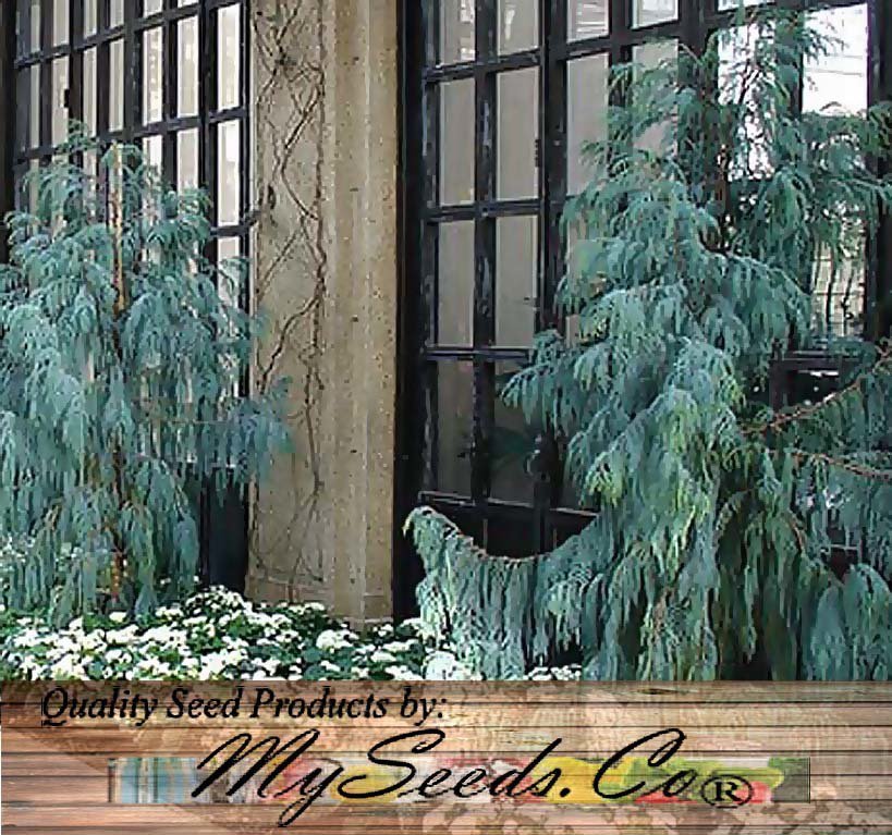 Kashmir Cypress 50 Seeds co