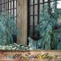 Kashmir Cypress 50 Seeds co