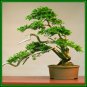 Hinoki Cypress 30 Seeds co