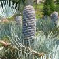 White Fir 40 Seeds co