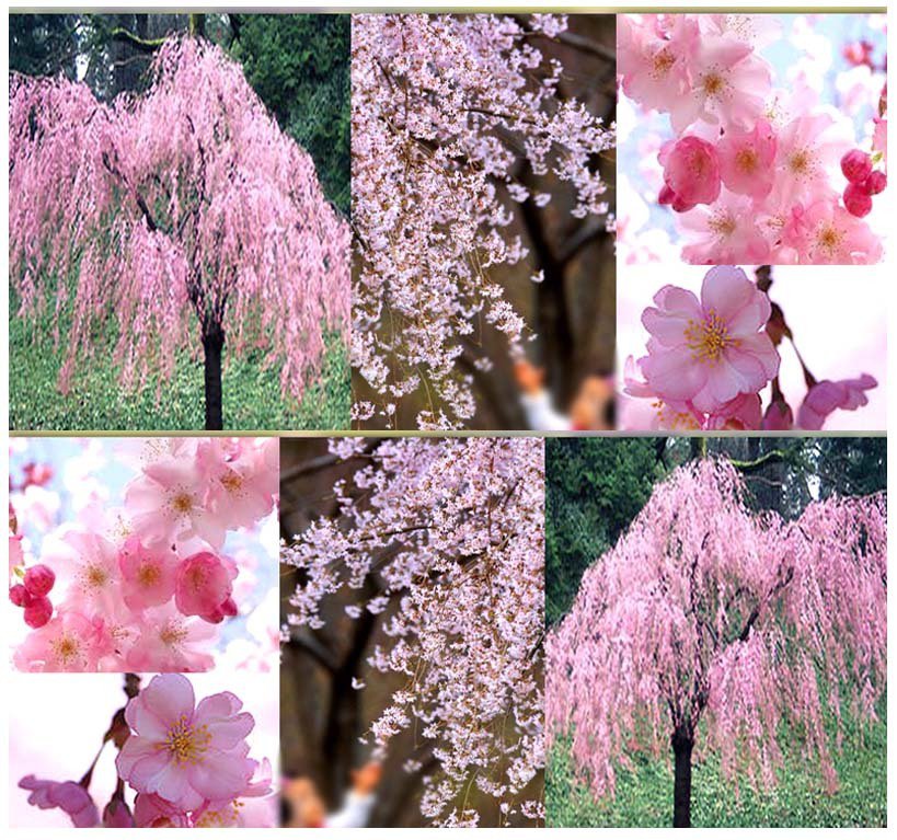 JAPANESE Weeping Cherry Tree 5 Seeds co