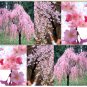 JAPANESE Weeping Cherry Tree 5 Seeds co
