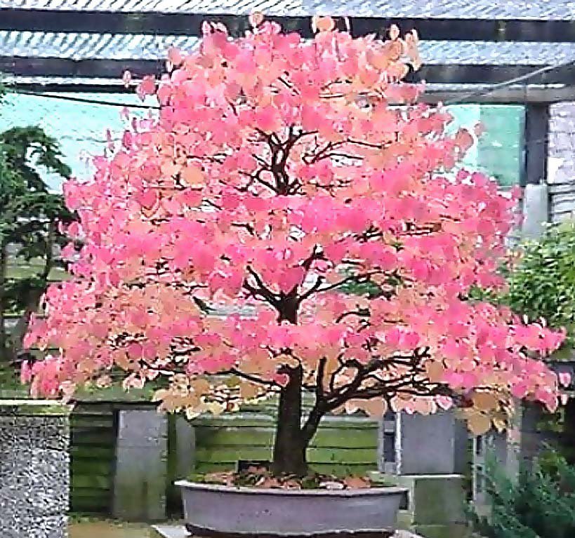 KATSURA Tree 100 Seeds co