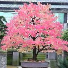 KATSURA Tree 100 Seeds co