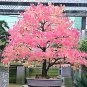 KATSURA Tree 100 Seeds co