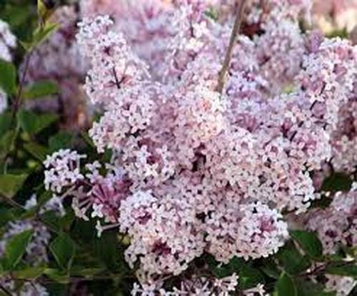 Early Lilac Tree 20 Seeds co
