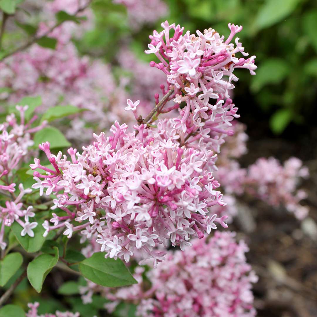 Wolf's Lilac 20 Seeds co