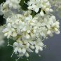 Japanese Tree Lilac 100 Seeds co