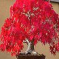 Japanese Red Maple 10 Seeds co