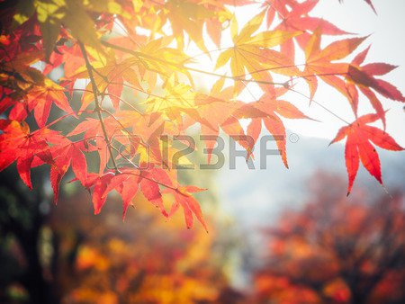 Korean Maple Tree 5 Seeds co