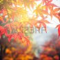 Korean Maple Tree 5 Seeds co