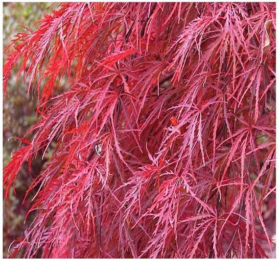 Red Lace Leaf Japanese Maple 10 Seeds co