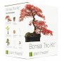 RED MAPLE Tree 10 Seeds co