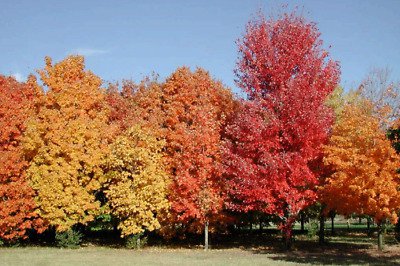 Sugar Maple Tree 75 Seeds co