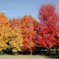 Sugar Maple Tree 75 Seeds co