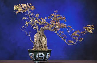 Trident Maple Tree 100 Seeds co
