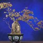 Trident Maple Tree 100 Seeds co