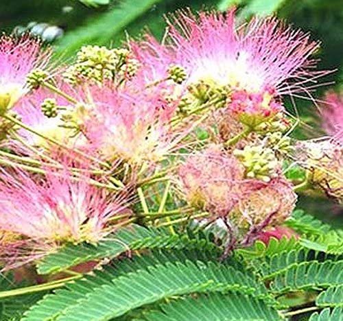 Mimosa Silk Tree 15 Seeds co