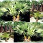 California Fan Palm 10 Seeds co
