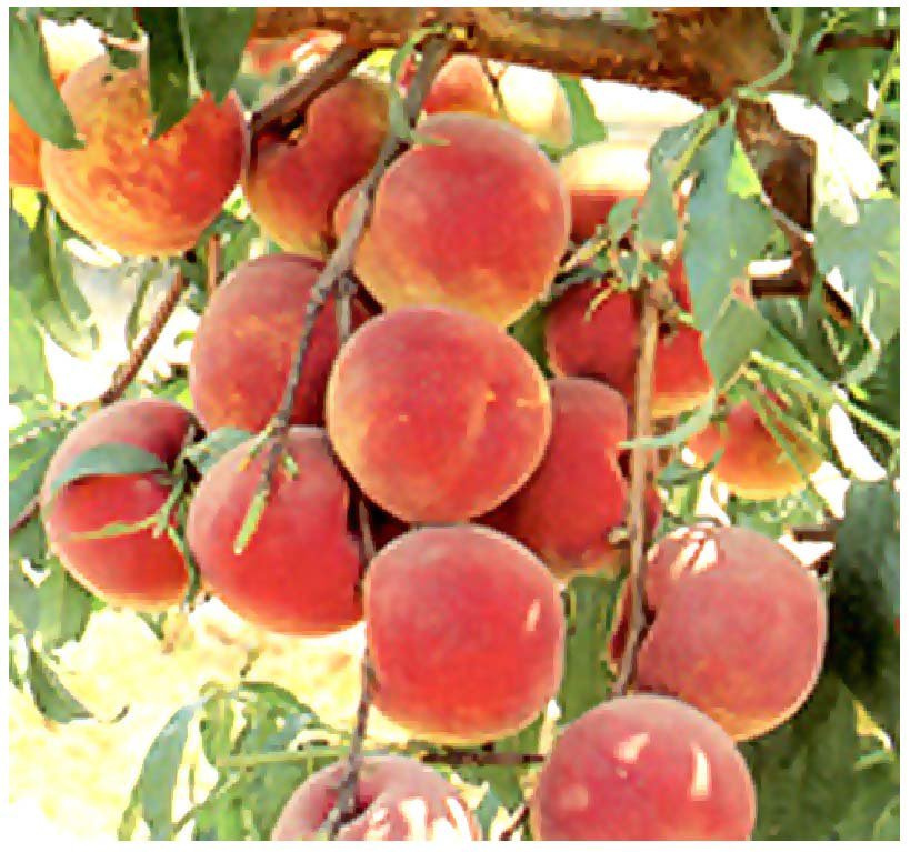 Nemaguard Peach 5 Seeds co