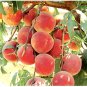Nemaguard Peach 5 Seeds co