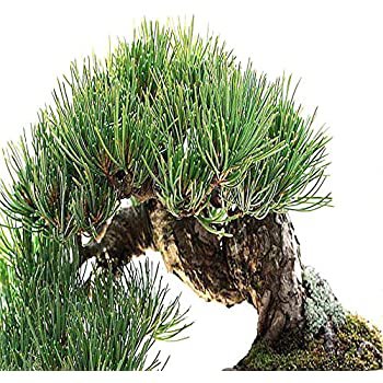 Rocky Mountain Bristlecone Pine Tree 20 Seeds co