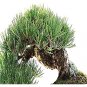 Rocky Mountain Bristlecone Pine Tree 20 Seeds co