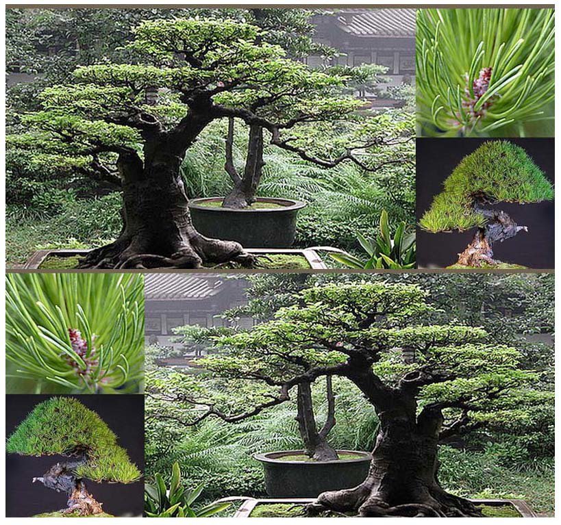 JAPANESE RED PINE Tree 10 Seeds co