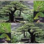 JAPANESE RED PINE Tree 10 Seeds co