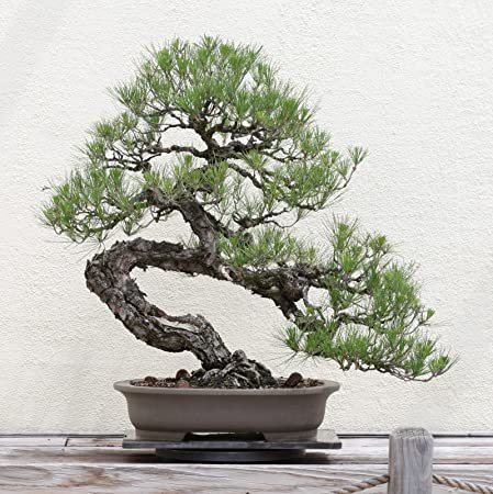 Black Pine Tree 10 Seeds co
