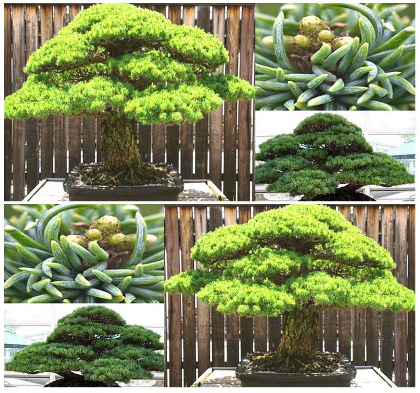White 5 NEEDLED Pine Tree 5 Seeds co