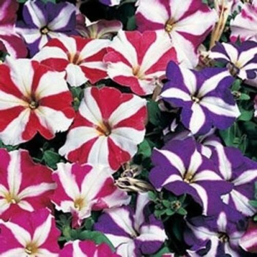 WAR PETUNIA MULTIFLORA STAR MIX 50 NEW SEEDS