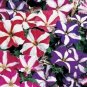 WAR PETUNIA MULTIFLORA STAR MIX 50 NEW SEEDS