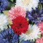 WAR 100 FRESH BACHELOR BUTTON "POLKA DOT" SEEDS DWARF MIX CORNFLOWER