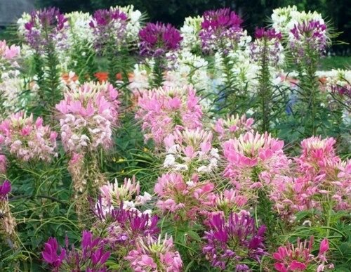 WAR 100 FRESH SPIDER PLANT MIXED FLOWER SEEDS