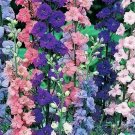 WAR ROCKET LARKSPUR 100 NEW SEEDS
